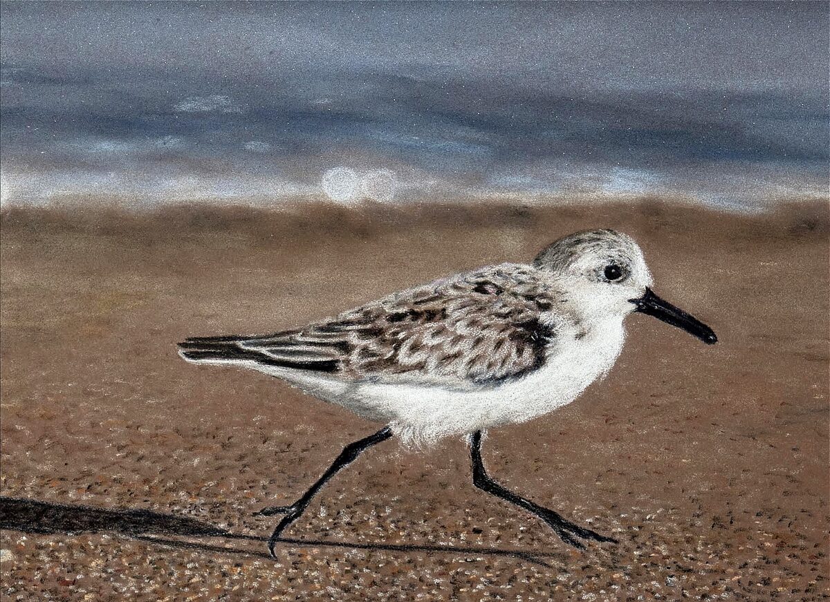 Skittering Sanderling by Emily Cassidy