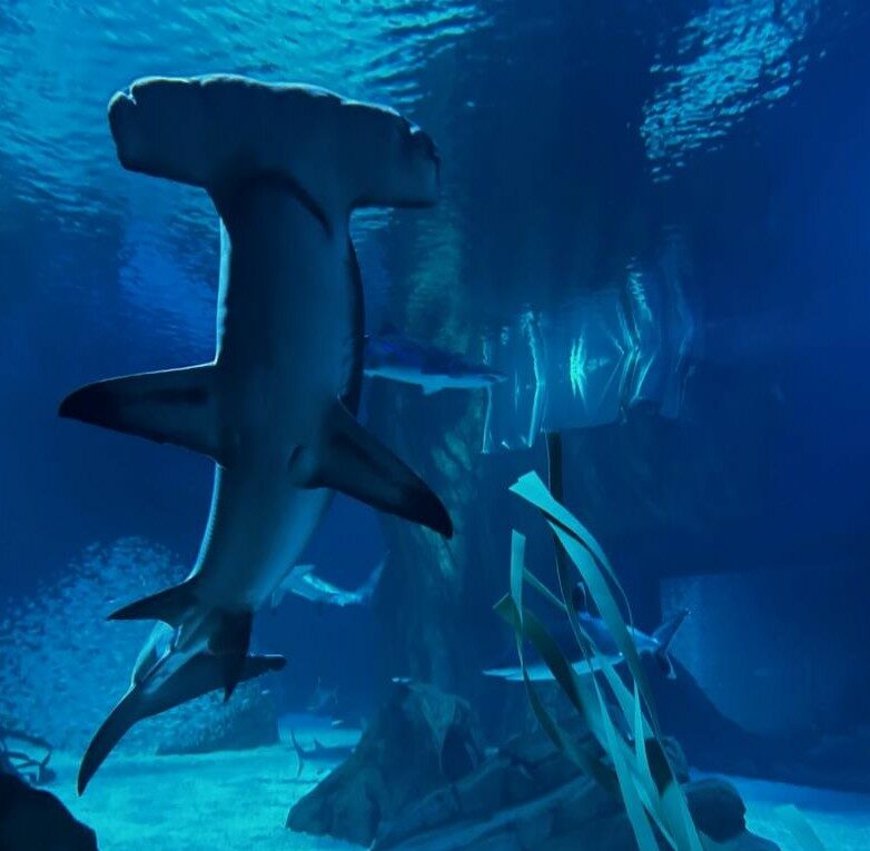 Artwork by Gillian Thornton