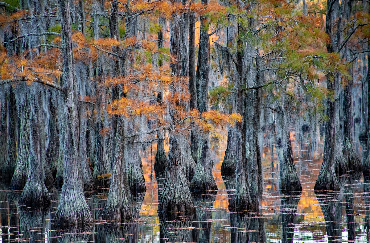 Cypress In Fall by Anita Fanic