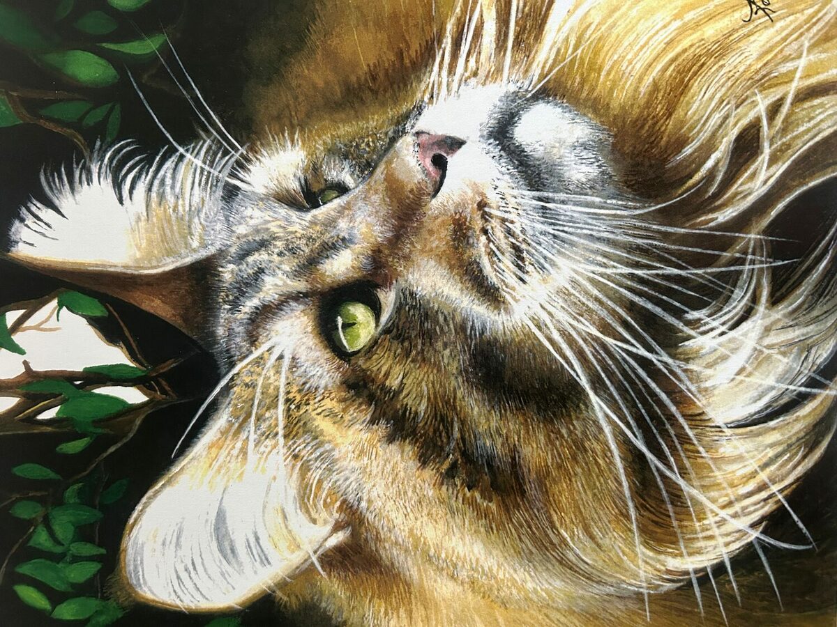 A Maine Coon Cat by Karen Mitchell