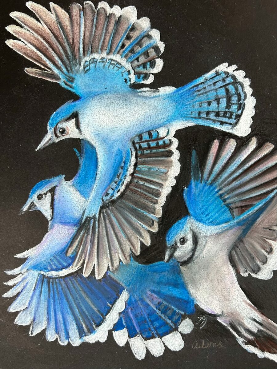 Bluejays by Marion Adams