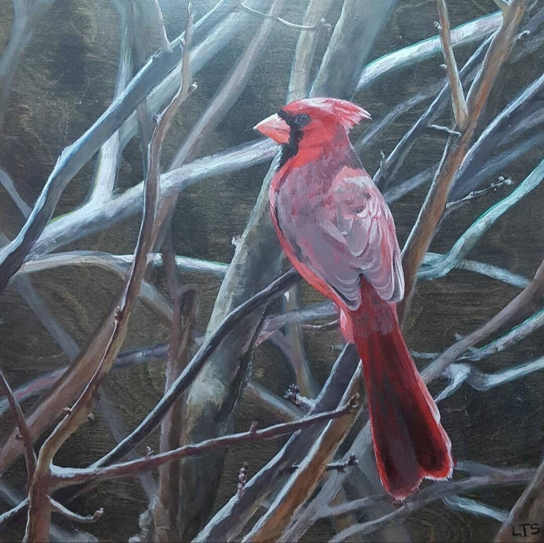 Cardinal by Lindsay Sandbothe